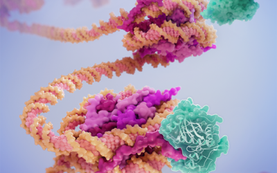 Haspin Binding to DNA Supergroove