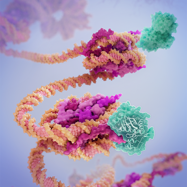 Haspin Binding to DNA Supergroove