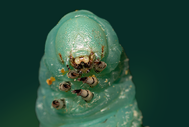 Anatomy of the Tobacco Hornworm