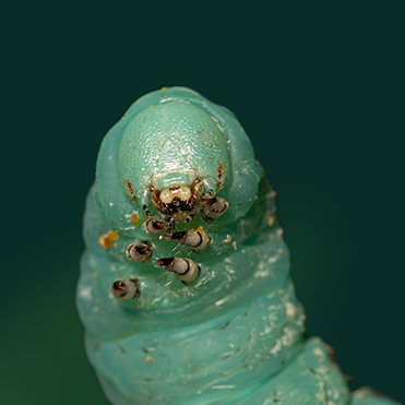 Anatomy of the Tobacco Hornworm