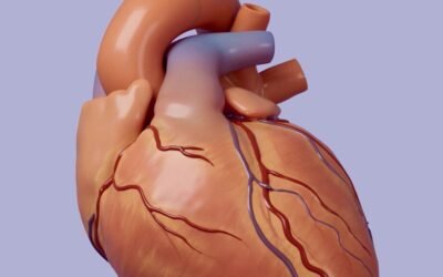 Atrial Flutter Model