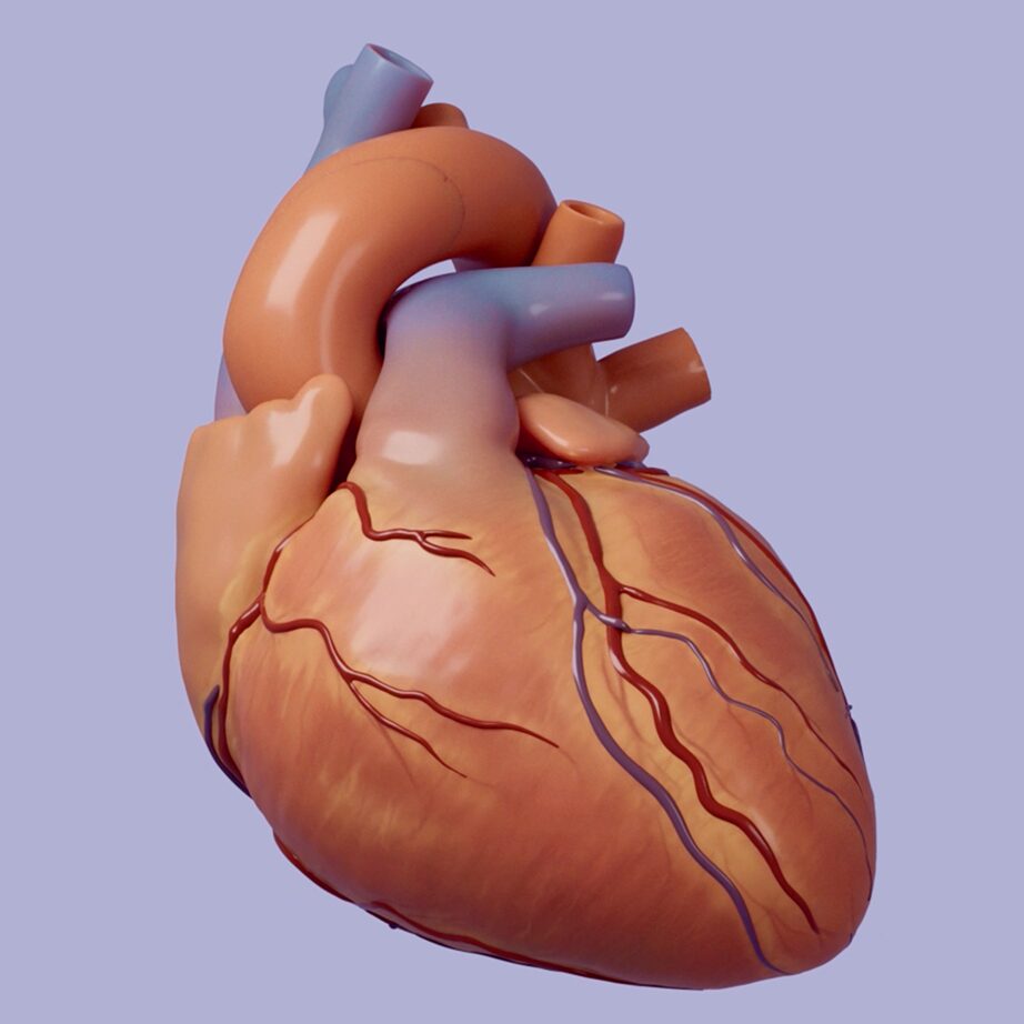 Atrial Flutter Model