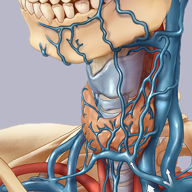 Venous Bridge Syndromes