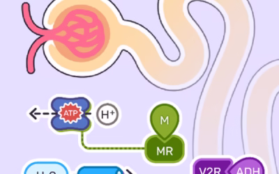 Nephron Interactive – Diuretics Study Guide