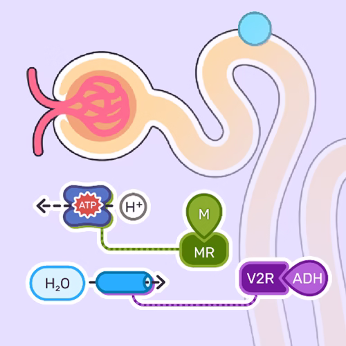 Nephron Interactive – Diuretics Study Guide